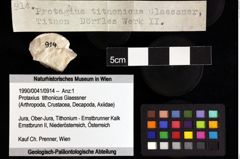 Foto (Objket + Etiketten) von Protaxius tithonicus (Glaessner) 